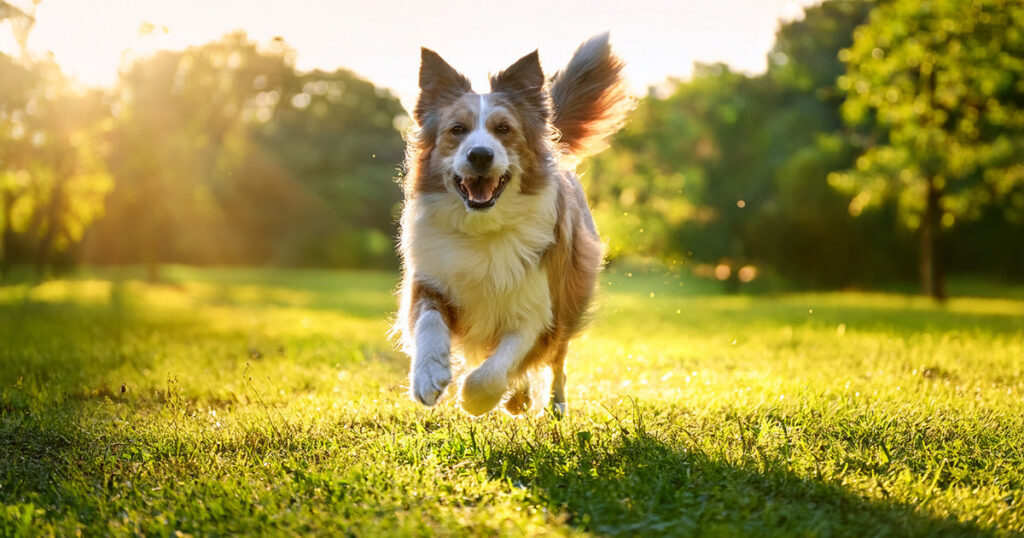 The Gut-Immune Connection: Why 70% of Your Pet’s Immunity Lives in Their Digestive Tract