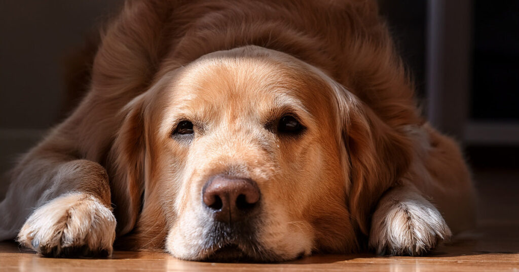 Why Nothing Works Long-Term: The Real Reason Your Pet’s Gut Problems Keep Coming Back