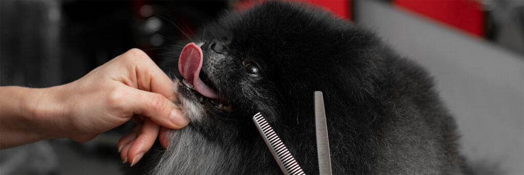 The Gut-Skin Connection: Your Pet’s Path to a Radiant Coat