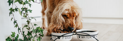 Understanding Your Pet’s Complete Digestive Health Solution
