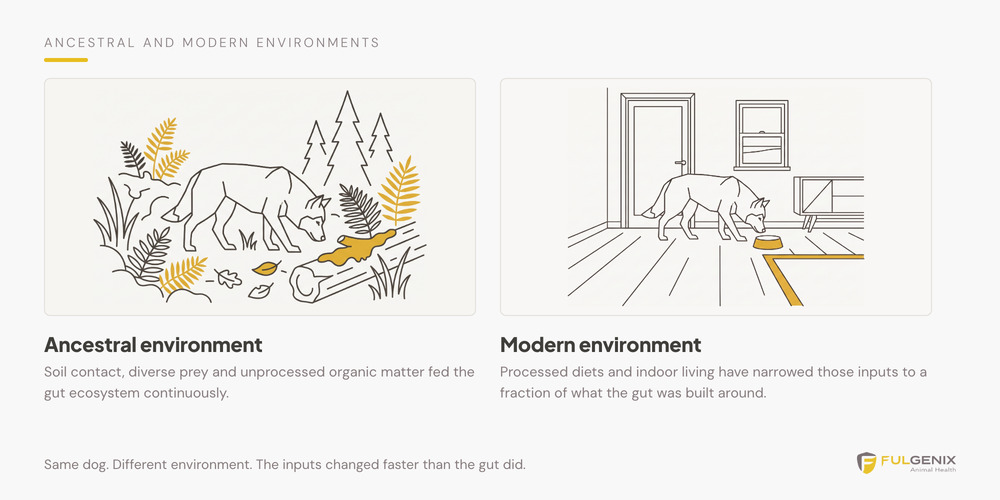 Comparison showing the rich ancestral environment that established the dog gut ecosystem versus the modern indoor environment with reduced organic inputs