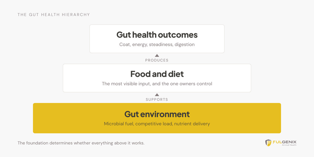 Diagram showing the gut health hierarchy for dogs with the gut environment as the foundation supporting diet and producing gut health outcomes