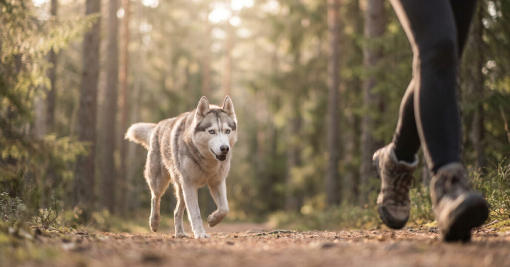 Where Dog Gut Health Actually Begins