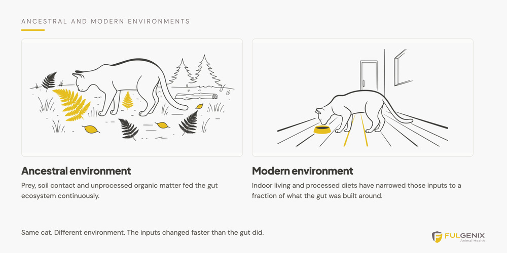 Comparison showing the rich ancestral environment that established the cat gut ecosystem versus the modern indoor environment with reduced organic inputs