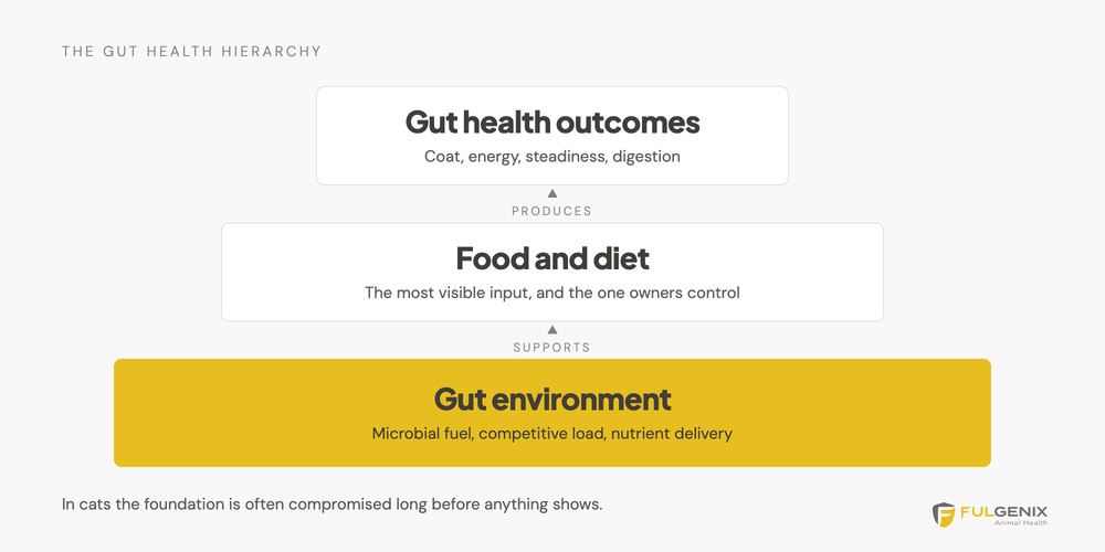 Diagram showing the gut health hierarchy for cats with the gut environment as the foundation supporting diet and producing gut health outcomes